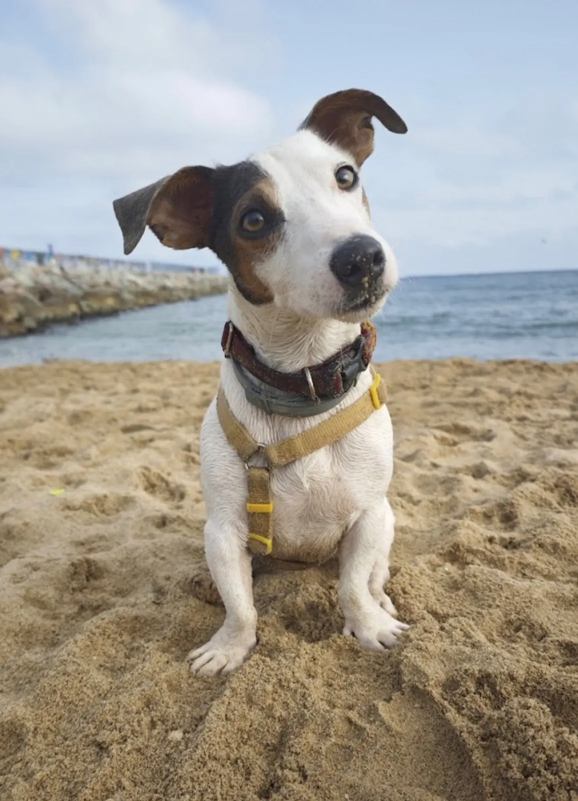 Flash sentado en la arena de la playa, con arnés amarillo, mirando a cámara.